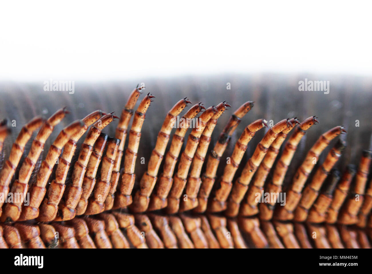 set of extremities of giant African millipede. Macro Stock Photo