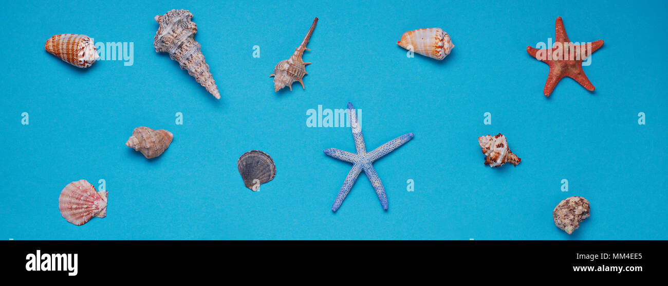 Different seashells on blue background  Stock Photo