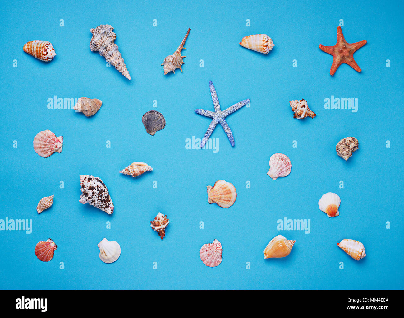 Different seashells on blue background  Stock Photo