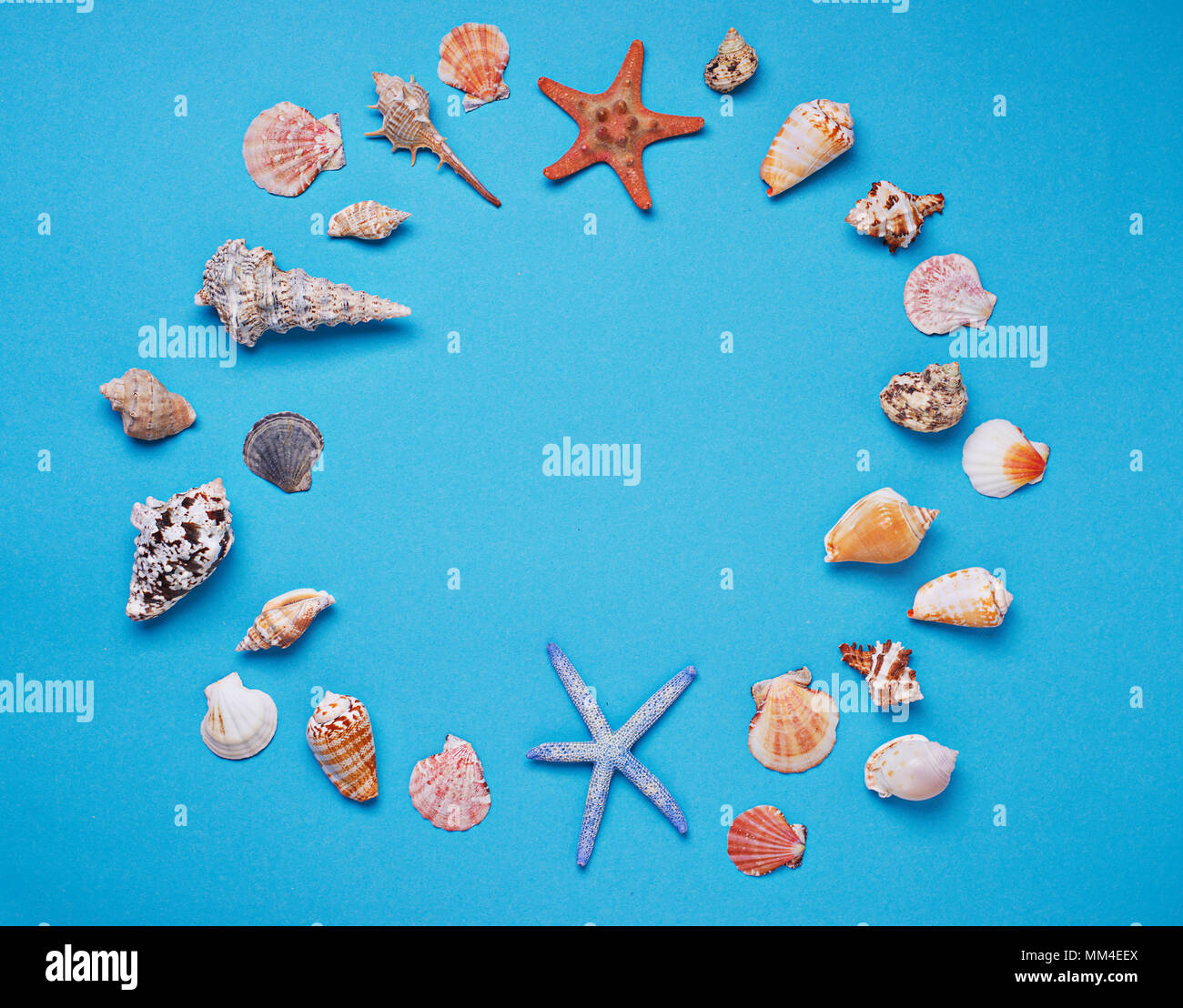 Different seashells on blue background  Stock Photo