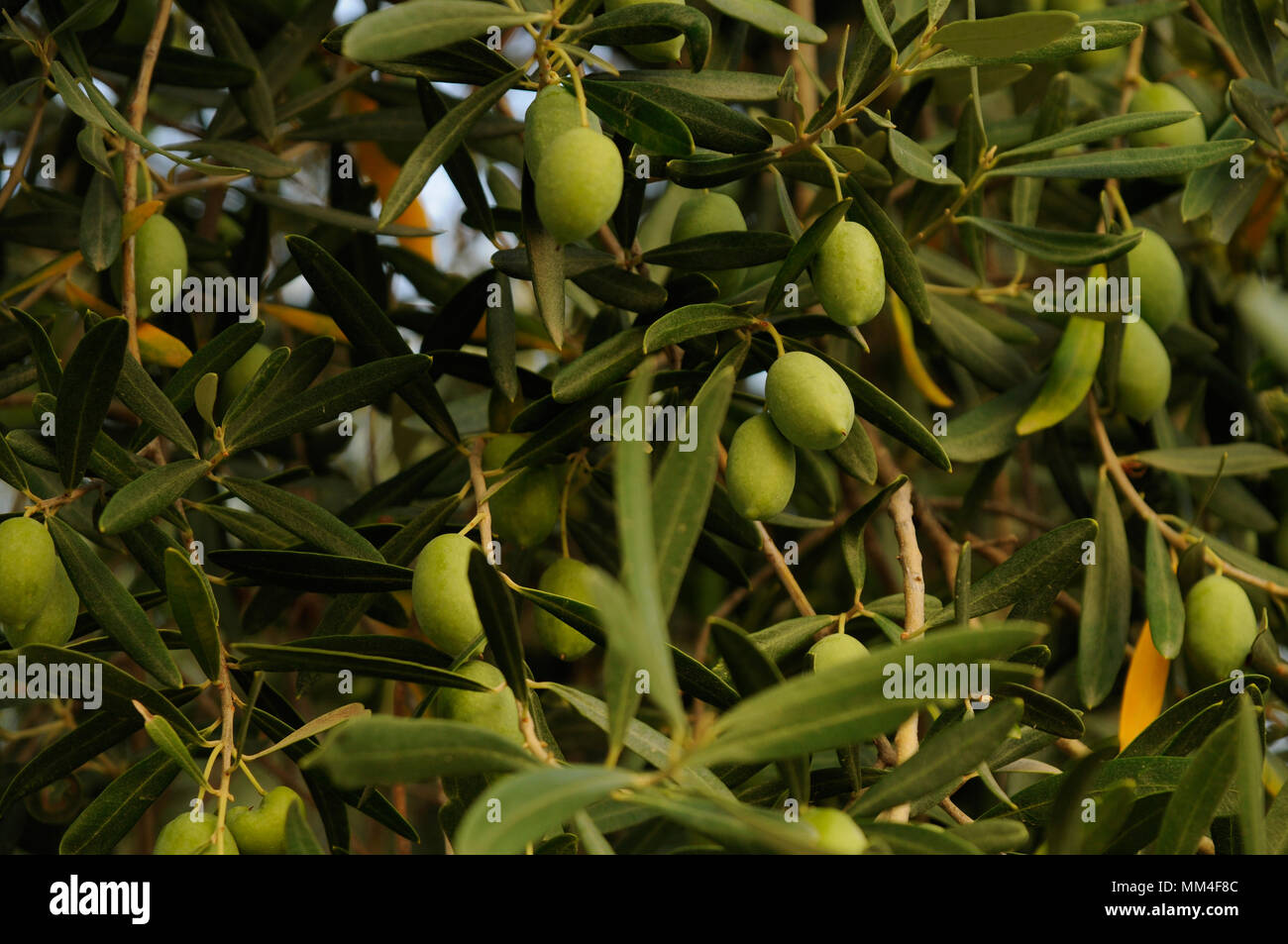 Green olives growing on olive tree Stock Photo Alamy
