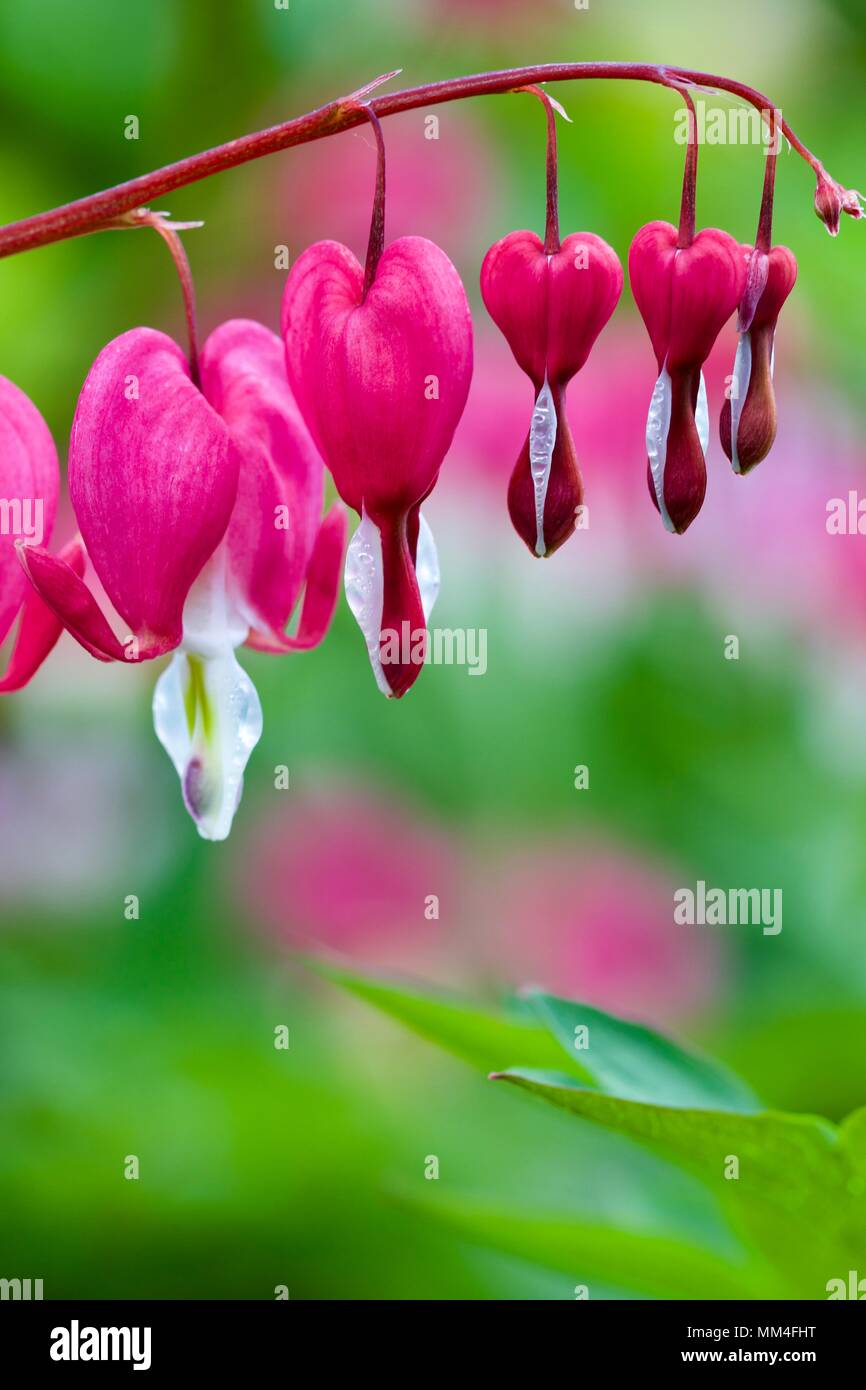 Bleeding heart (syn. Dicentra spectabilis) Lamprocapnos spectabilis Stock Photo