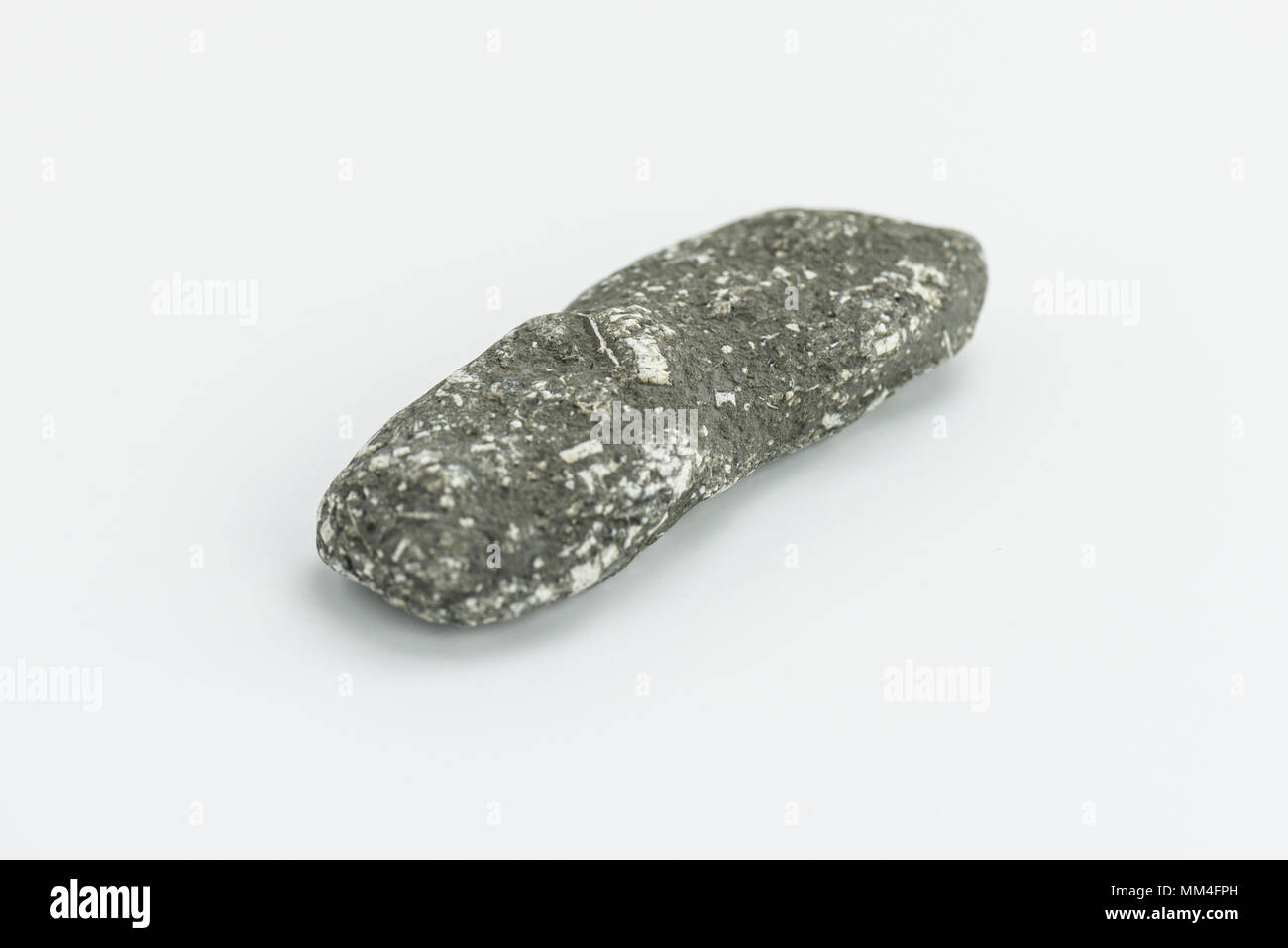 Jurassic feather star fossil hires stock photography and images Alamy