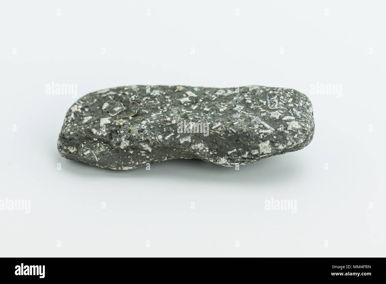 A rock containing crinoid fossils found on the Jurassic Coast Stock