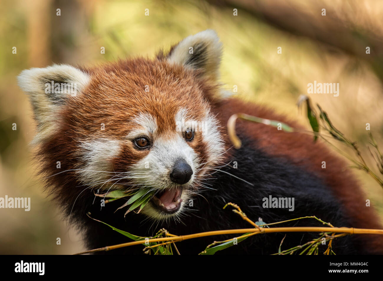 The Red Panda or also known as the Red Cat-Bear. It is slightly larger than a domestic cat and is mosty found in the Eastern Himalaya's Stock Photo
