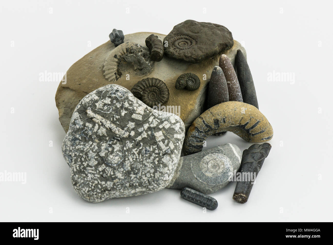 A collection of fossils found on the Jurassic Coast including belemnites, ammonites and crinoid