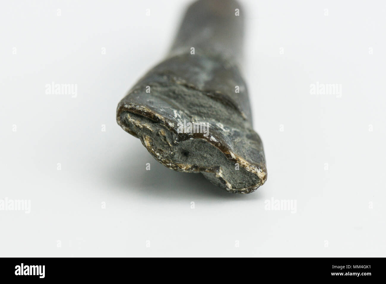 A belemnite fossil found on the Jurassic Coast Stock Photo Alamy