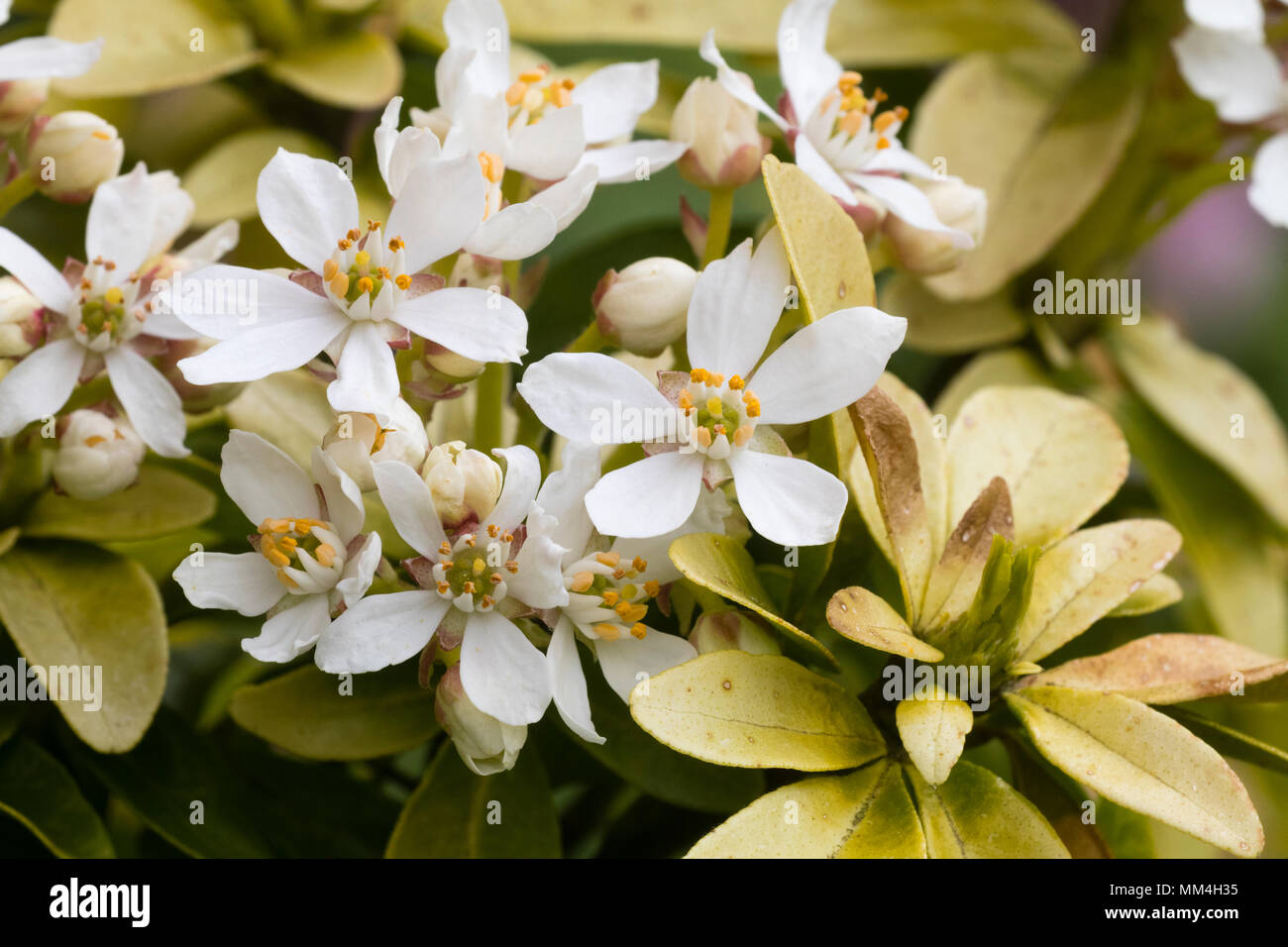 Yellow foliage and white flowers of the evergreen Mexican orange blossom shrub, Choisya ternata 'Sundance' Stock Photo