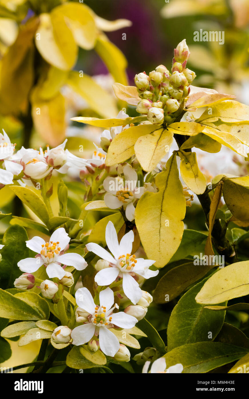 Yellow foliage and white flowers of the evergreen Mexican orange blossom shrub, Choisya ternata 'Sundance' Stock Photo