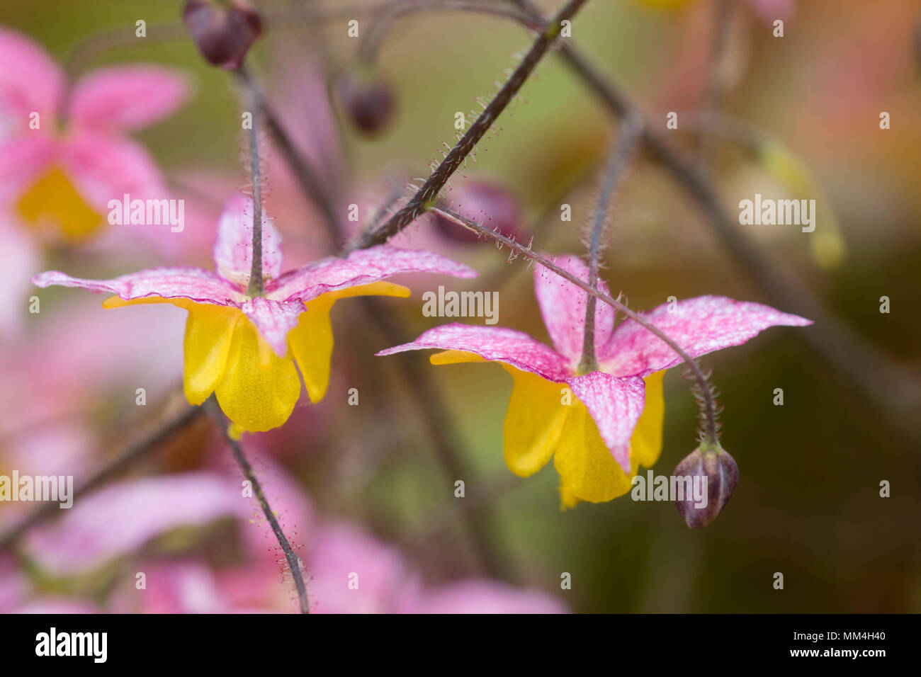 Macro shot of the small spring flowers of the barrenwort, Epimedium 'Wildside Ruby' Stock Photo