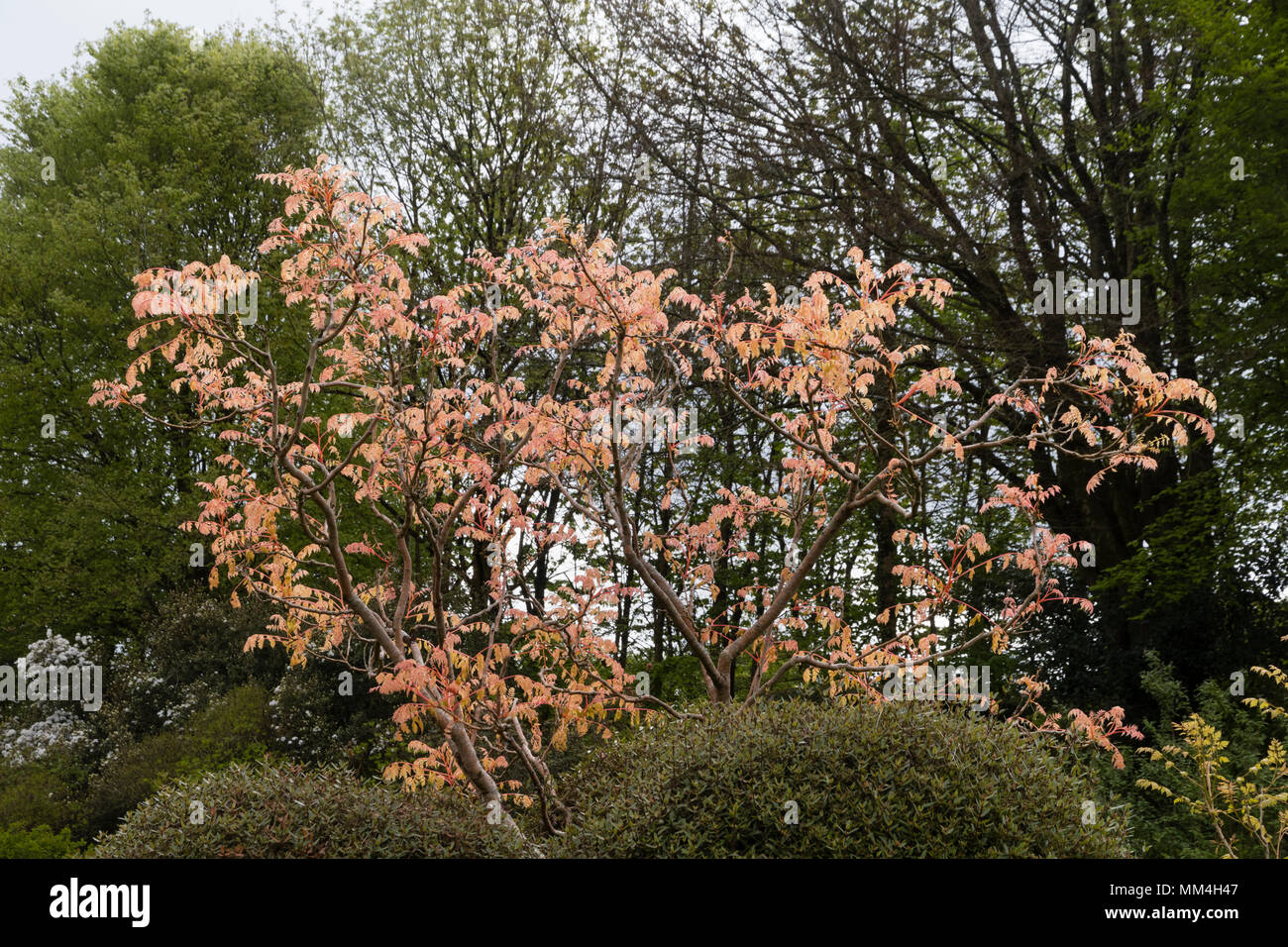 Pink spring foliage of the hardy deciduous small tree, Koelreuteria paniculata 'Coral Sun' Stock Photo