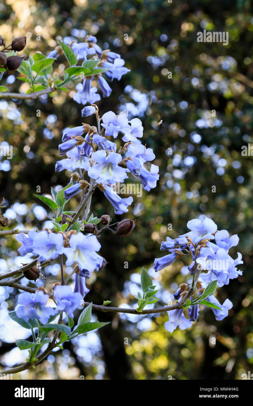 Blue Spring flowers of the hardy foxglove tree, Paulownia tomentosa. Stock Photo