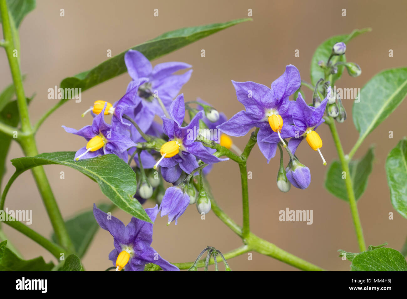 Blue-violet flowers of the hardy, semi evergeen potato vine, Solanum crispum 'Glasnevin' Stock Photo
