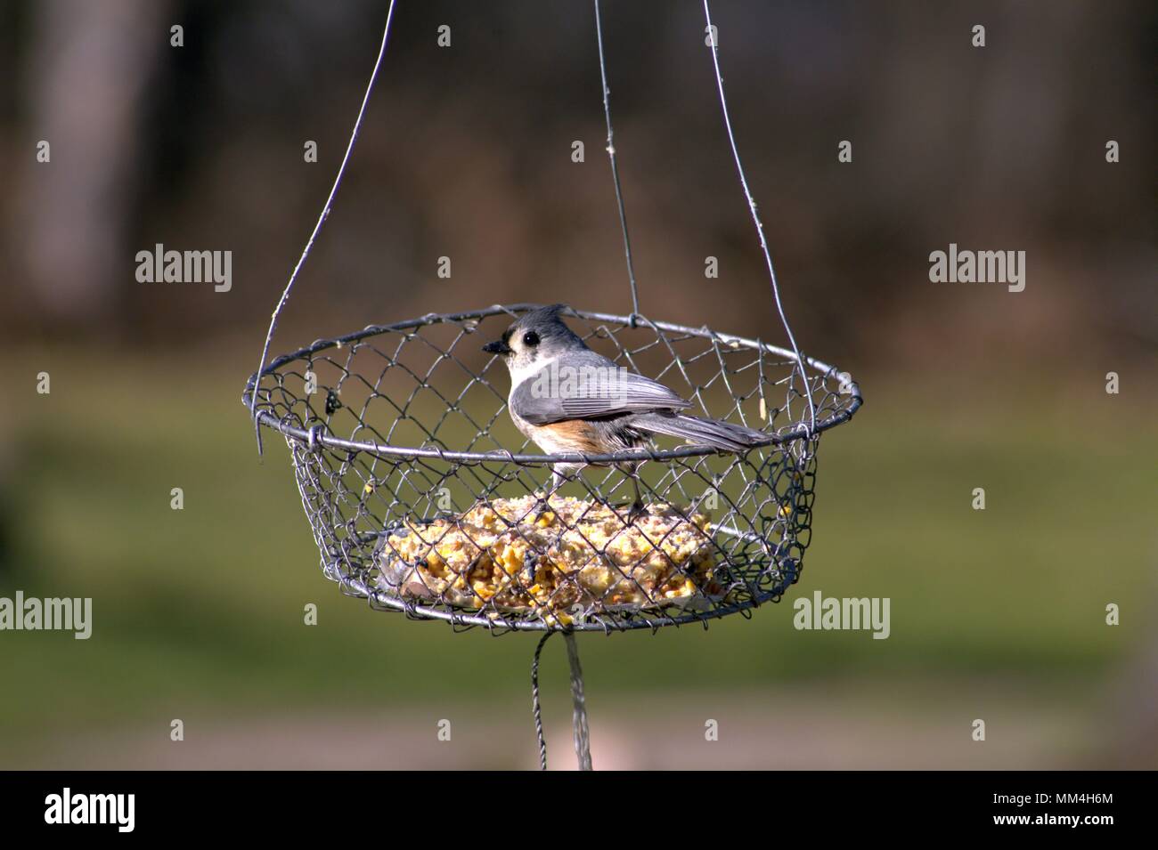 Tufted Titmouse Bird Feeder Hi Res Stock Photography And Images Alamy