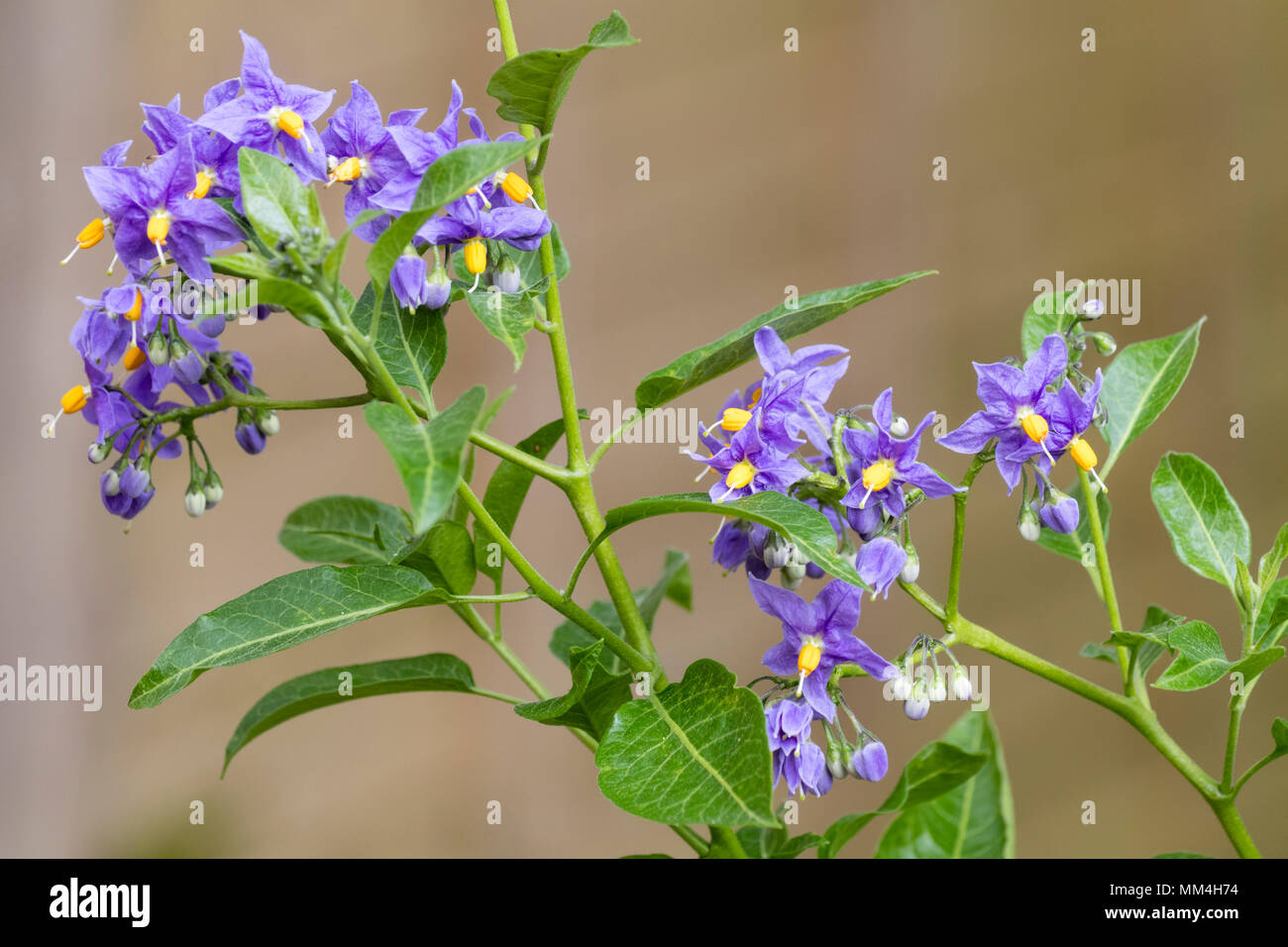Blue-violet flowers of the hardy, semi evergeen potato vine, Solanum crispum 'Glasnevin' Stock Photo