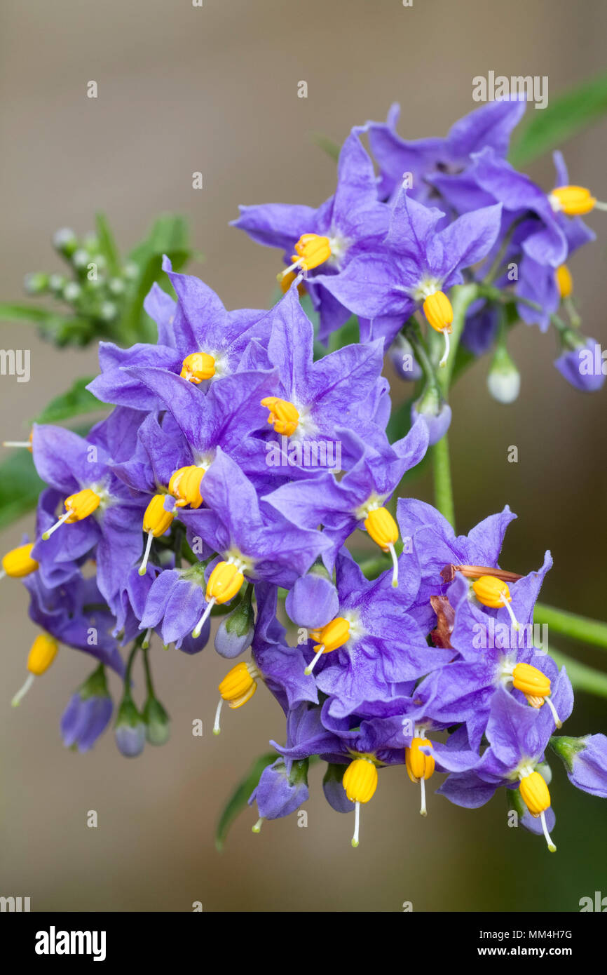 Blue-violet flowers of the hardy, semi evergeen potato vine, Solanum crispum 'Glasnevin' Stock Photo
