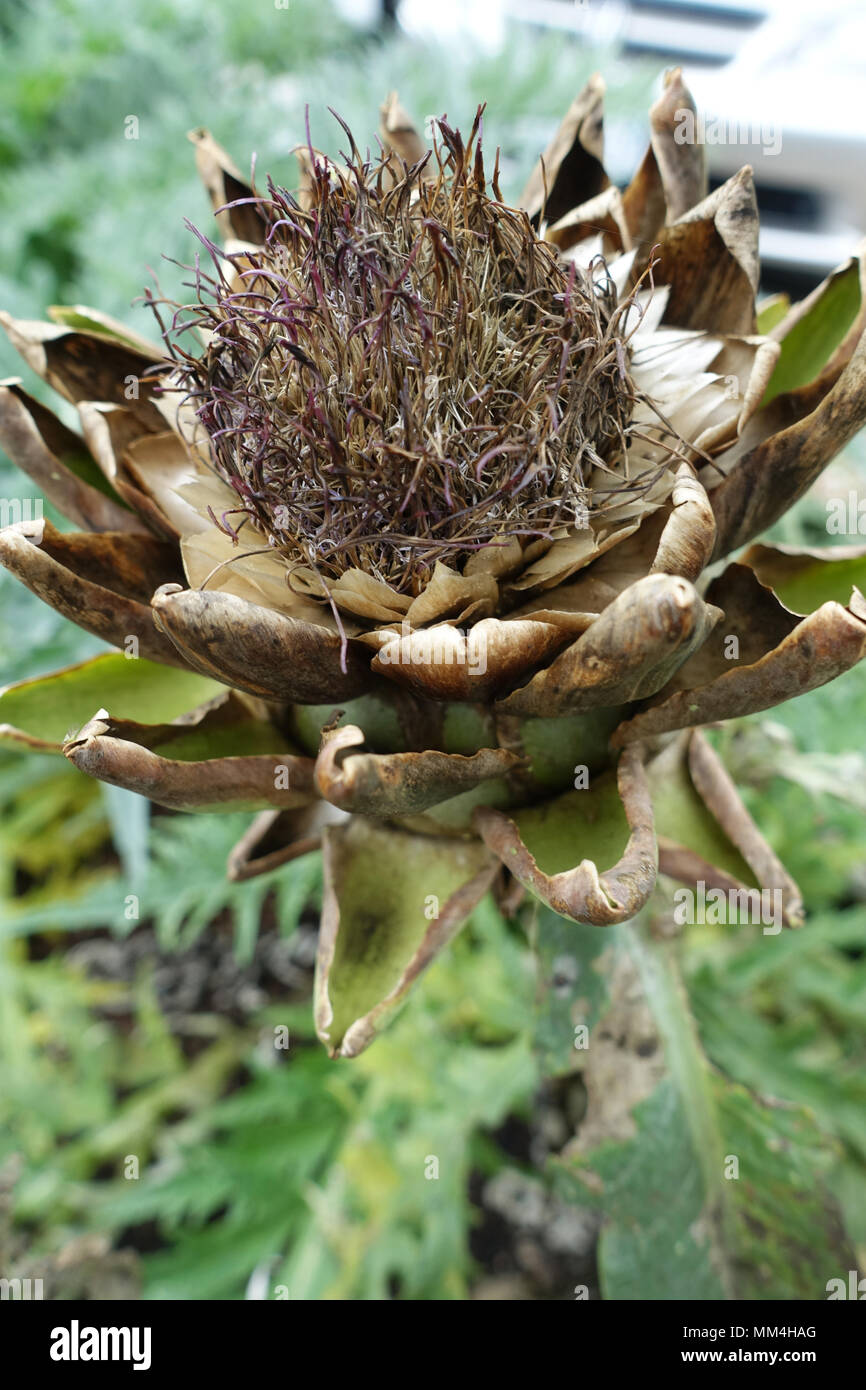 Drying Globe artichoke, Cynara cardunculus var. scolymus, Cynara scolymus Stock Photo