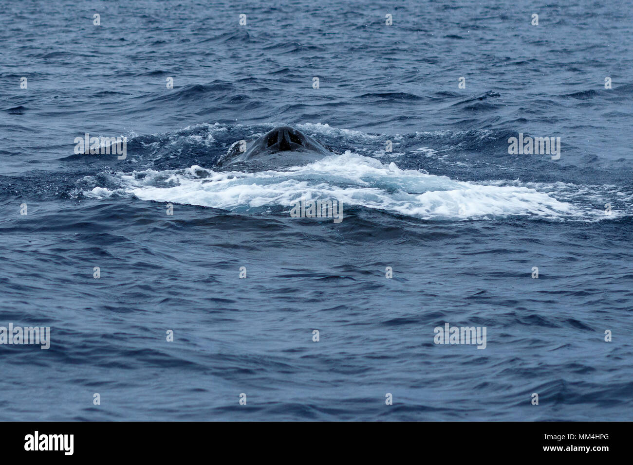 Whale blow hole hi-res stock photography and images - Alamy