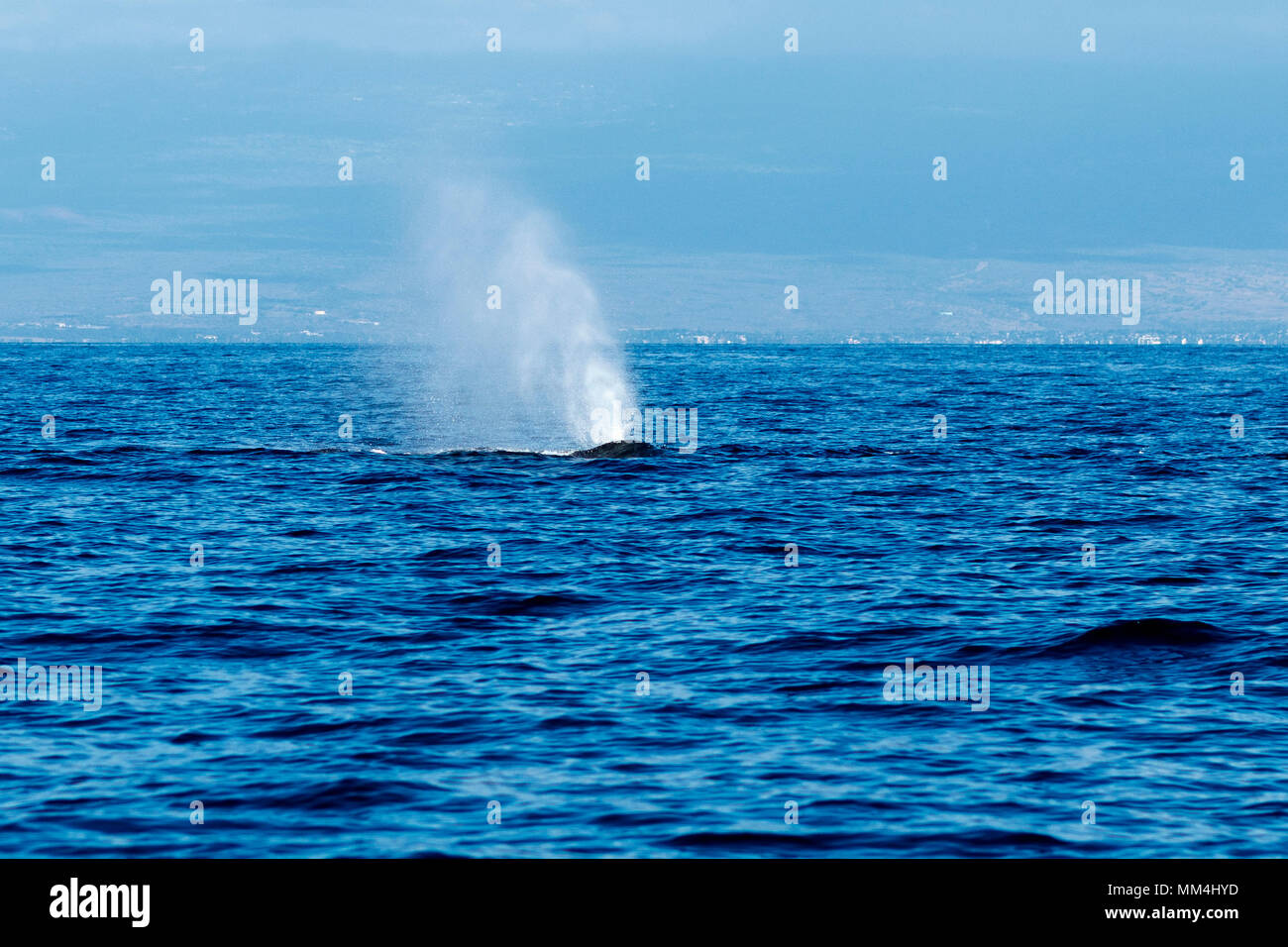 Humpback Whale Blowing High Resolution Stock Photography and Images - Alamy