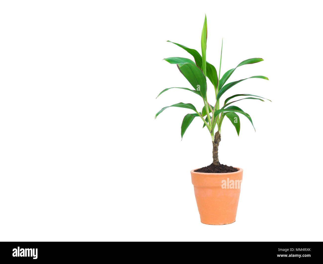 Green potted plant, trees in the cement pot isolated on white background. Stock Photo