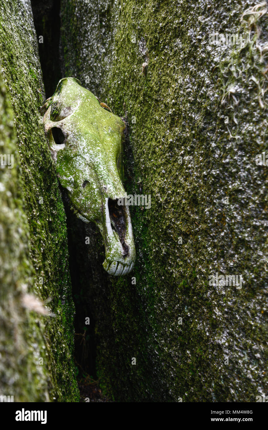 Skull of a horse between two rocks covered with green lichen Stock Photo