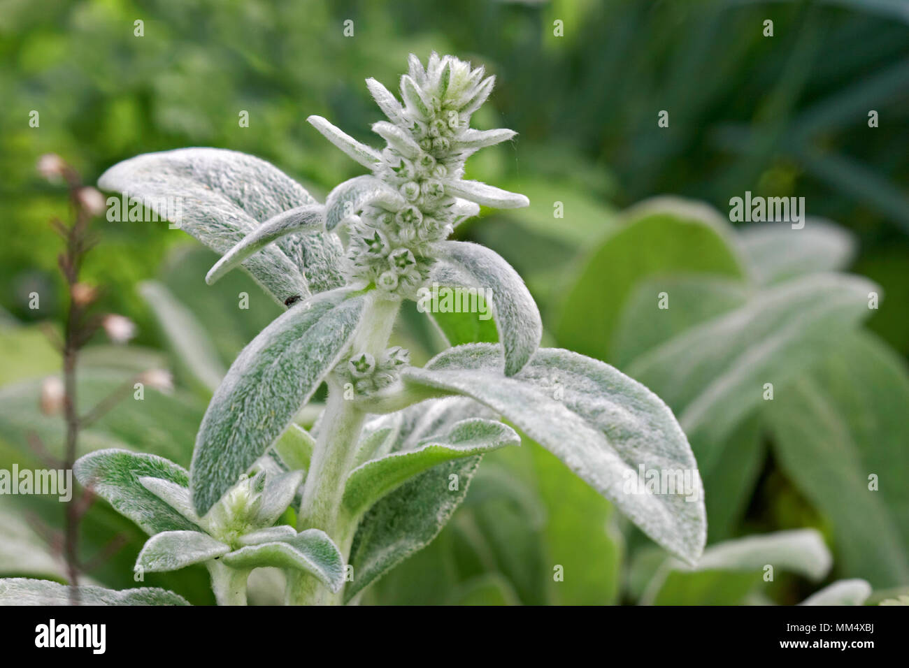 Top part of Lamb's-Ear, or Woolly Hedgenettle plant with stem, leaves and flower buds. Scientific name: Stachys byzantina (syn. Stachys lanata). Stock Photo