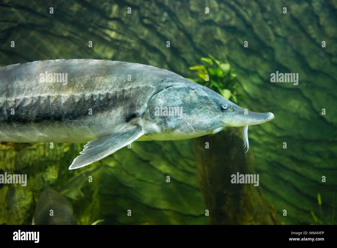 Beluga, or Great sturgeon. Scientific name: Huso huso. Vinpearl Land Aquarium, Phu Quoc, Vietnam. Stock Photo