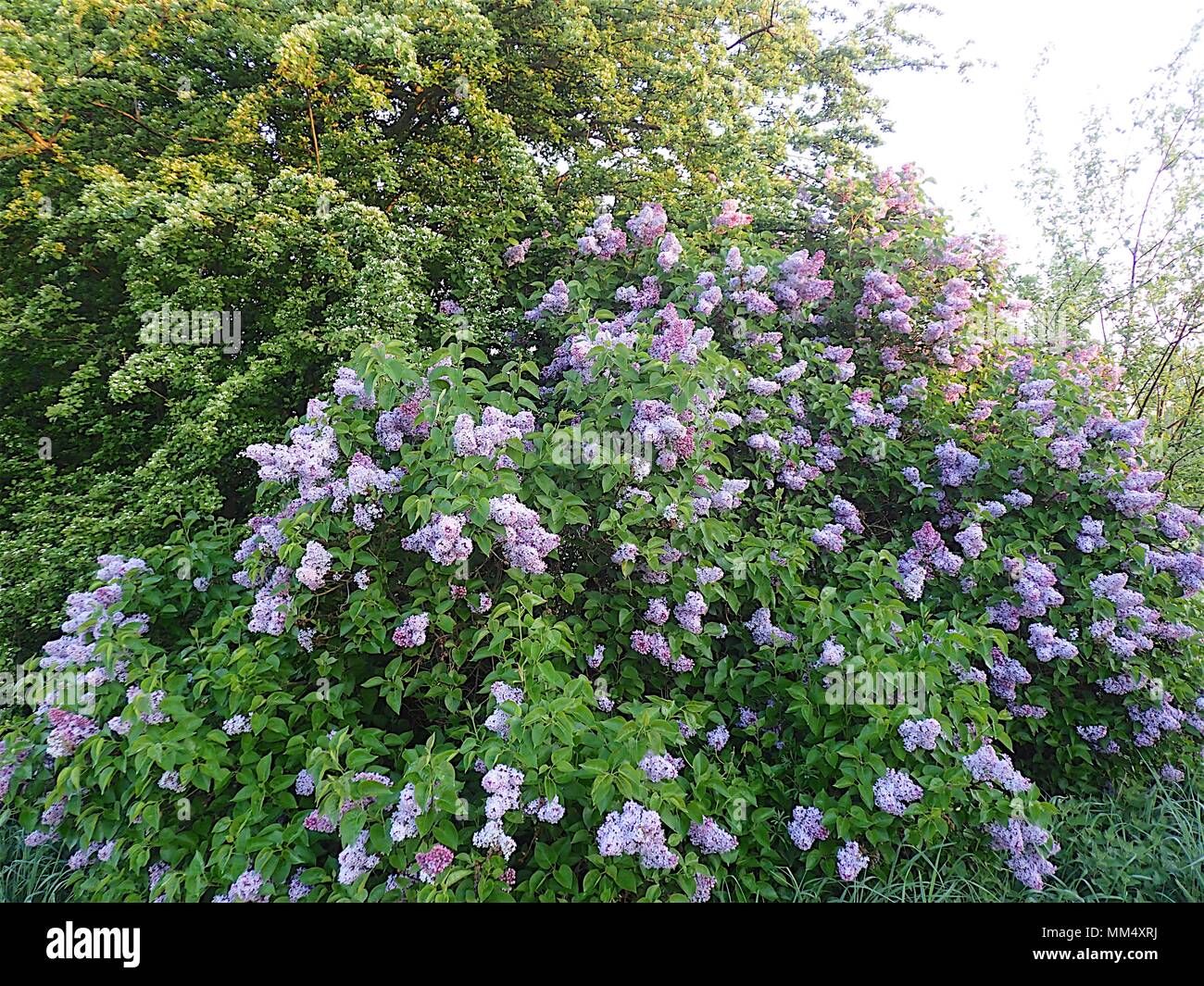 Hedgerow flowers hires stock photography and images Alamy