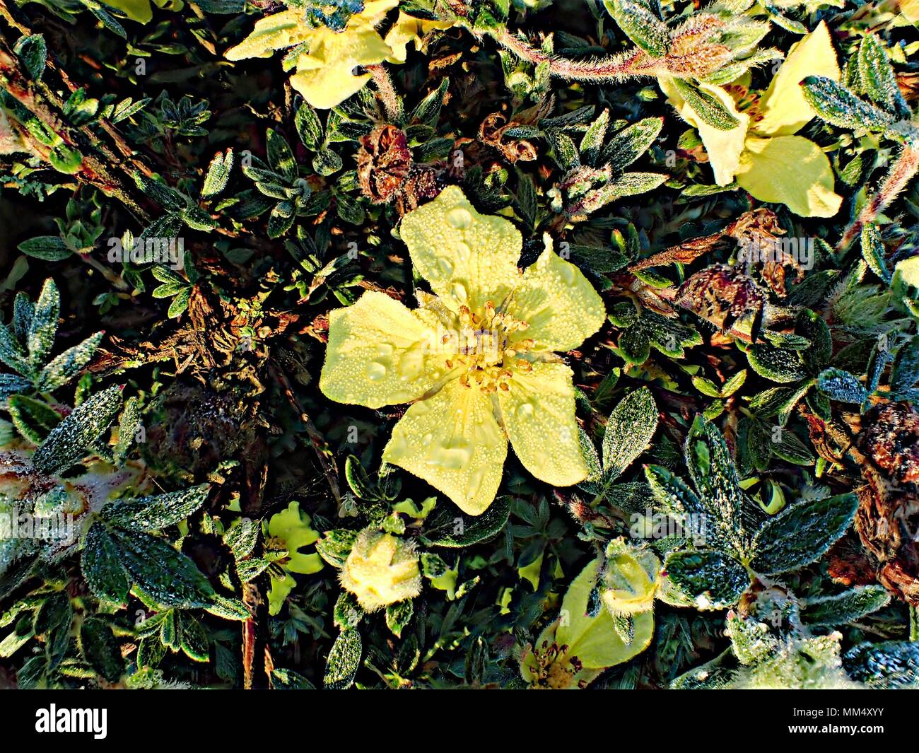 Hedgerow flowers hires stock photography and images Alamy