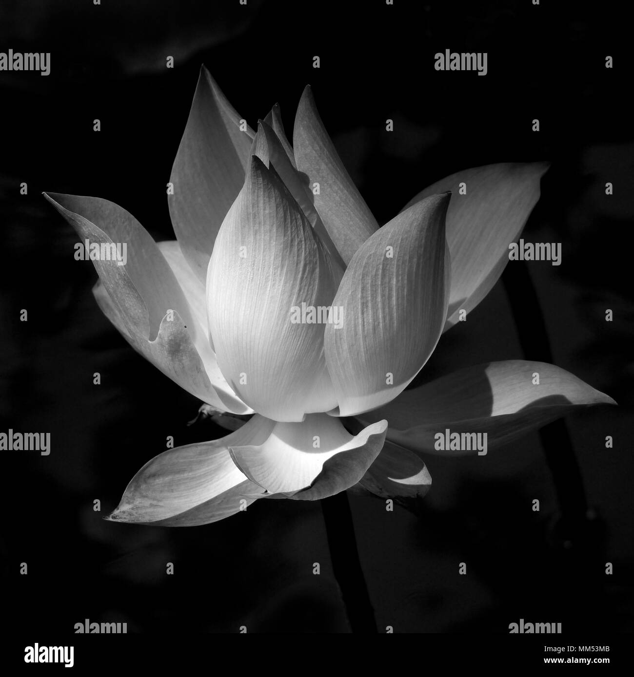 Black and white lotus Stock Photo Alamy