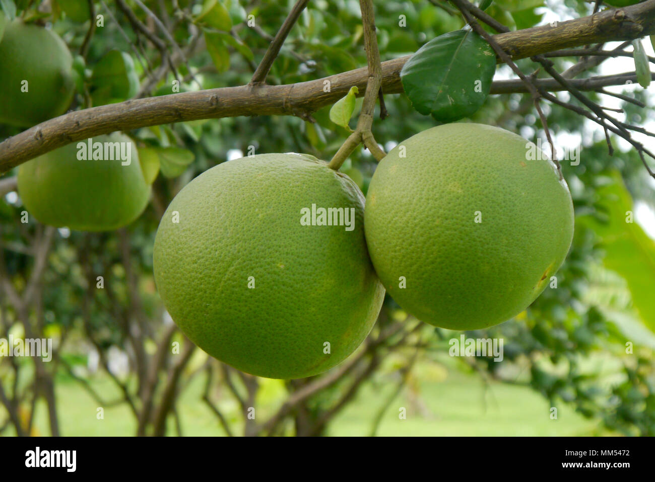 Pomelo tree. name is Taptim Siam of Thailand Stock Photo Alamy