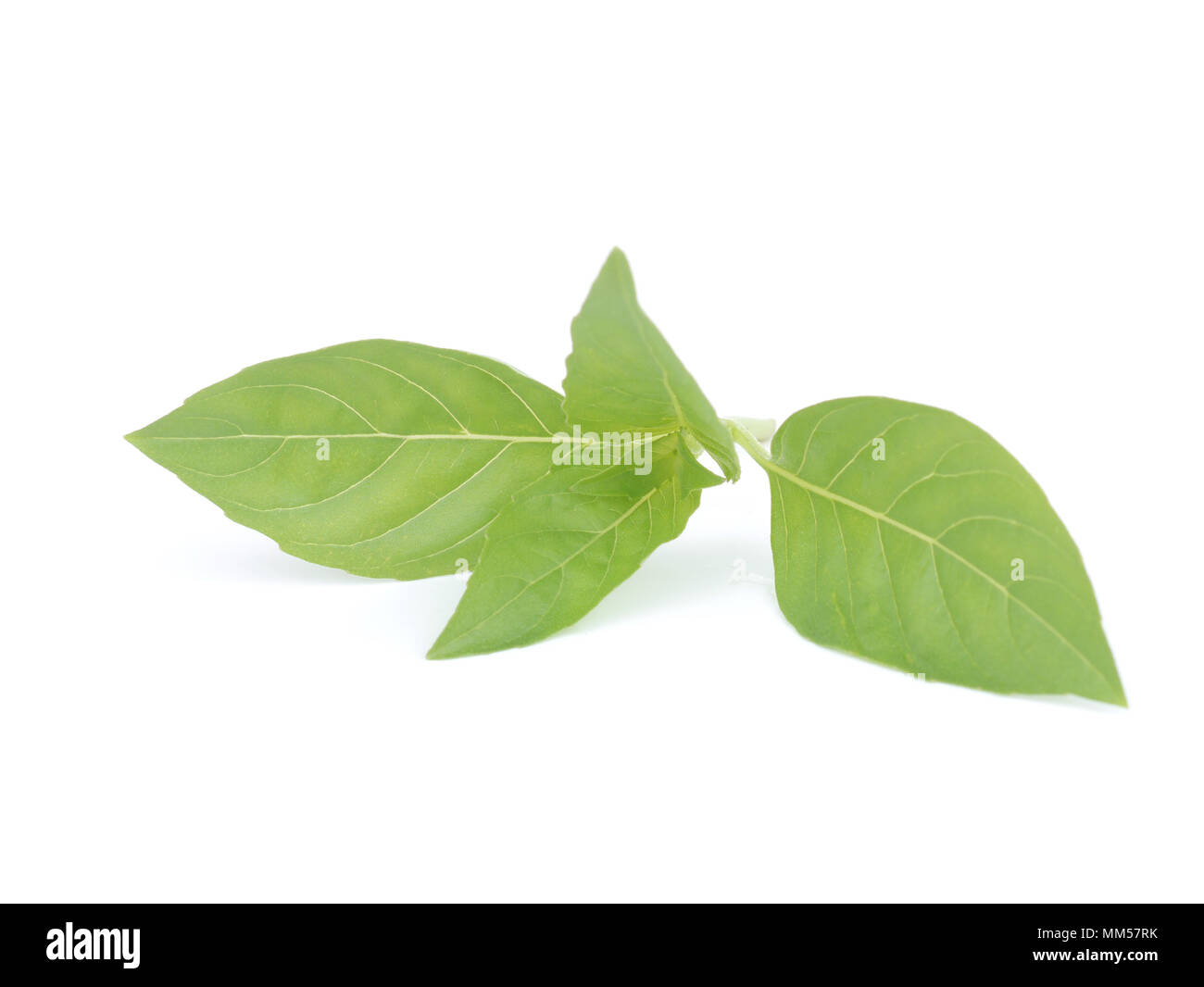 Sweet basil leaves isolated on white background Stock Photo Alamy