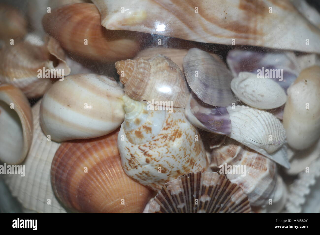 Shells Real Pretty Pretty sea shells hi-res stock photography and images - Alamy