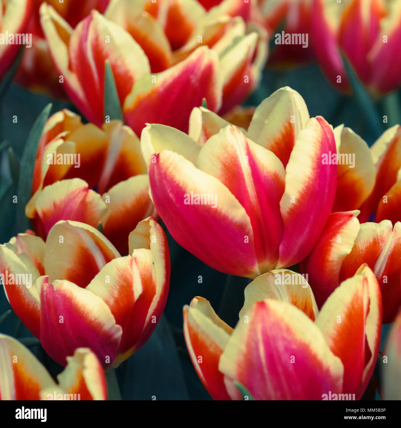 Tulips in the garden with retro filter effect Stock Photo