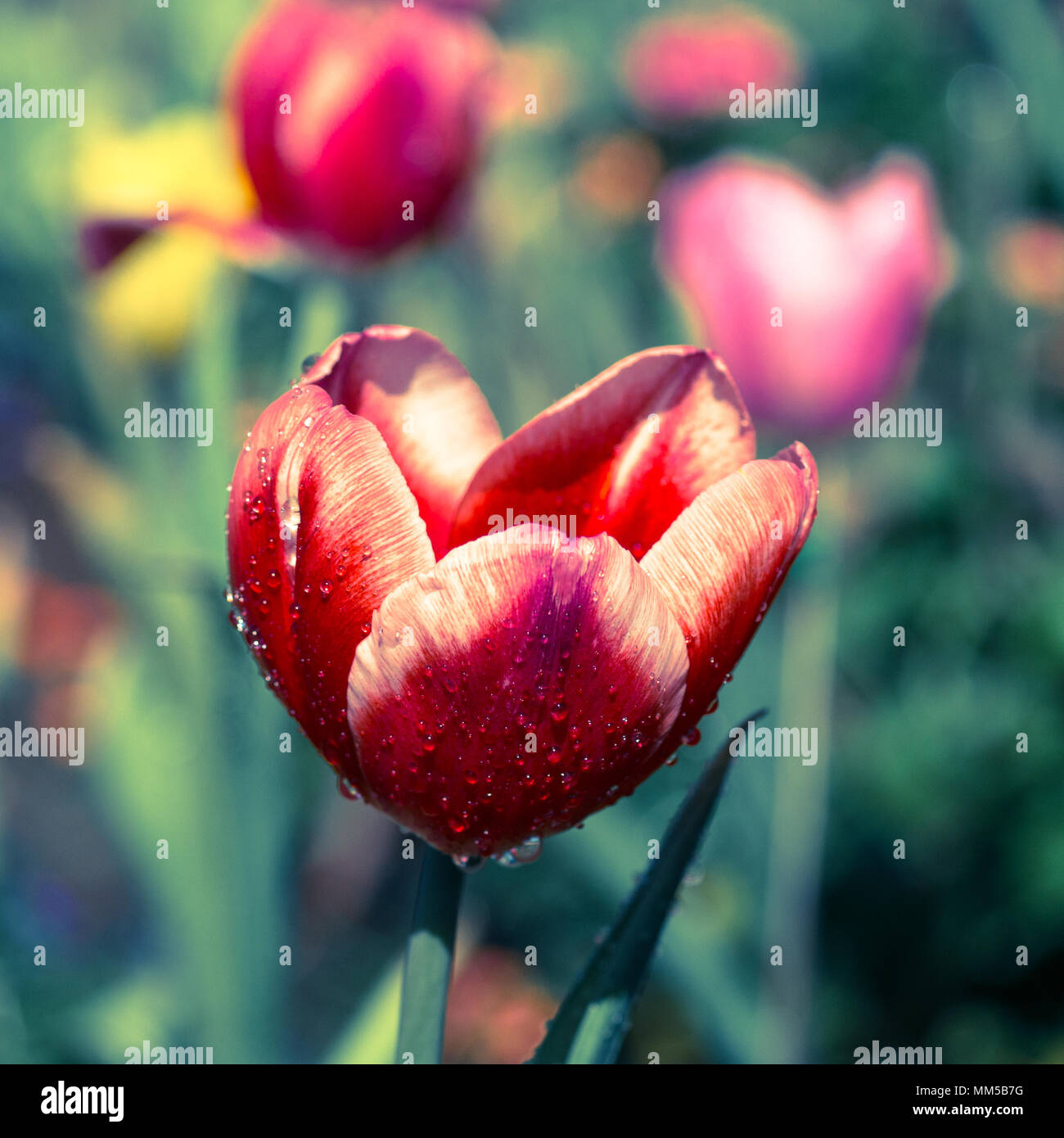 Tulips in the garden with retro filter effect Stock Photo