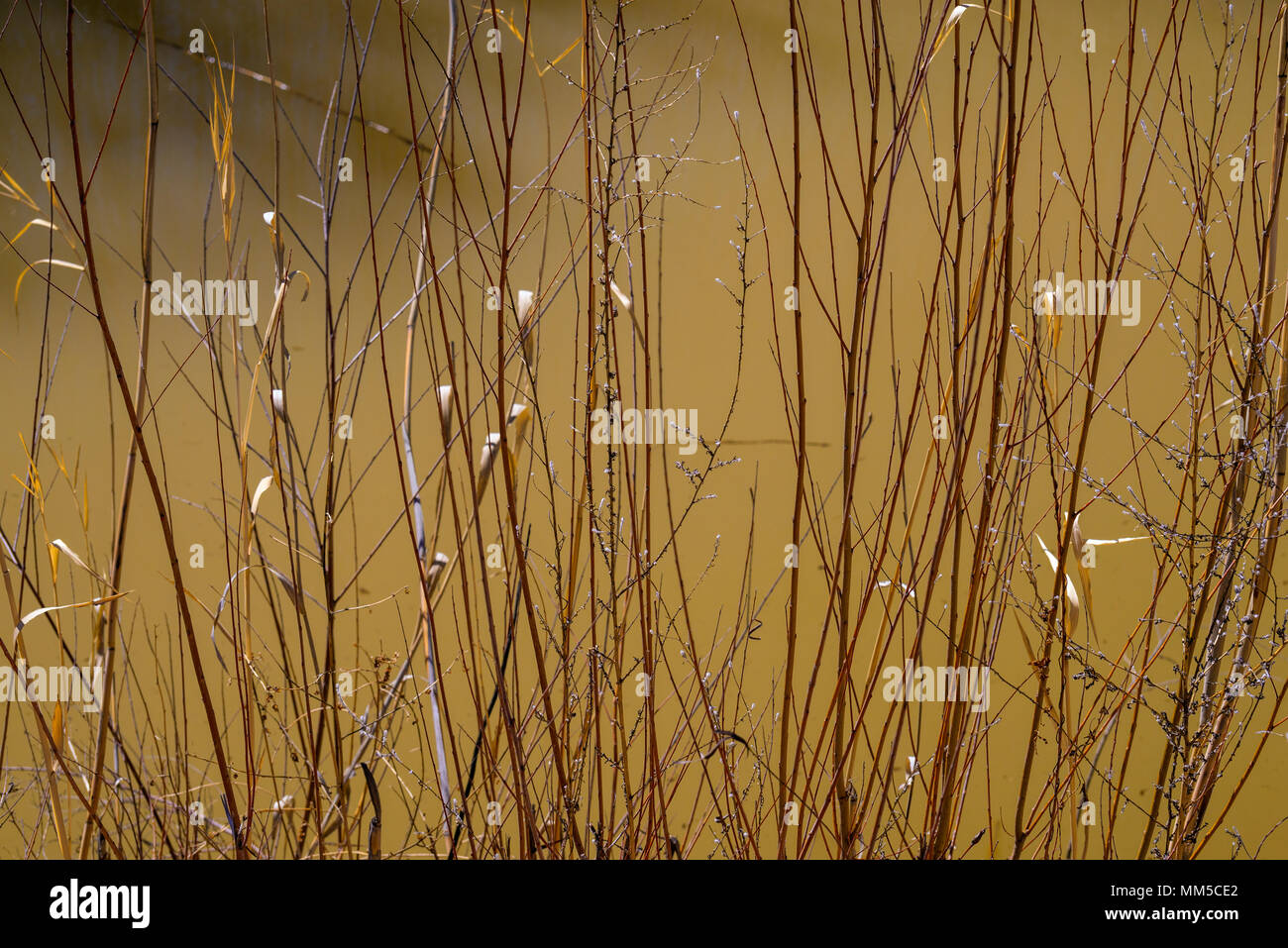 Weeds in Lake Stock Photo - Alamy