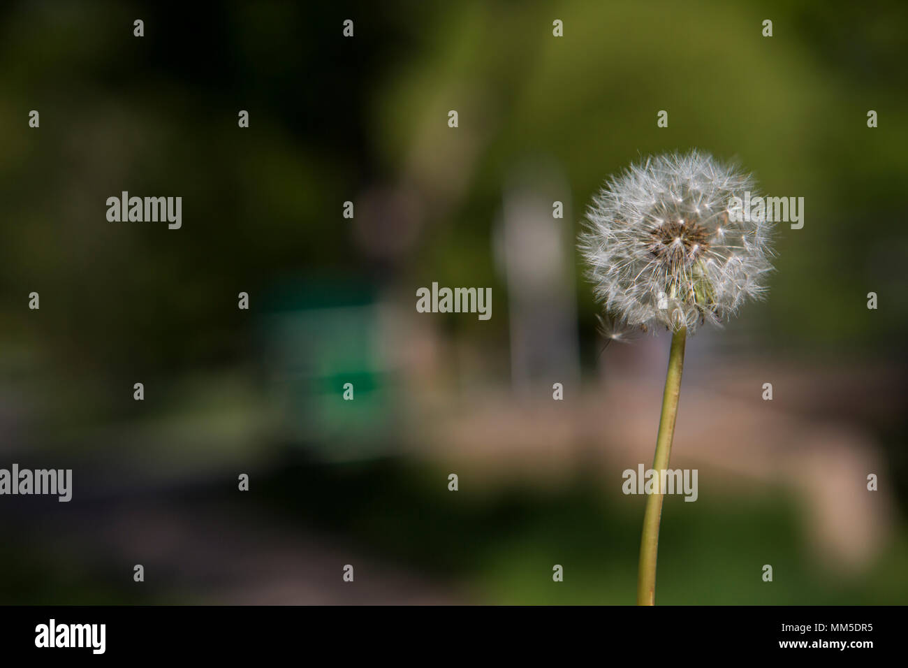 dandelion flower that you blow