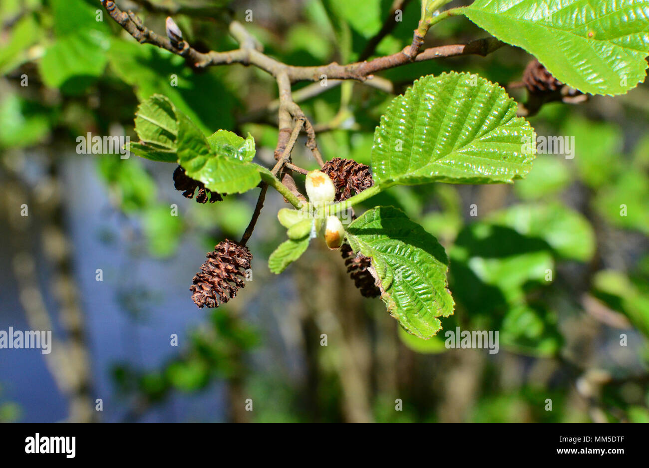 Close up alder leaf with catkins in sunshine, uk Stock Photo