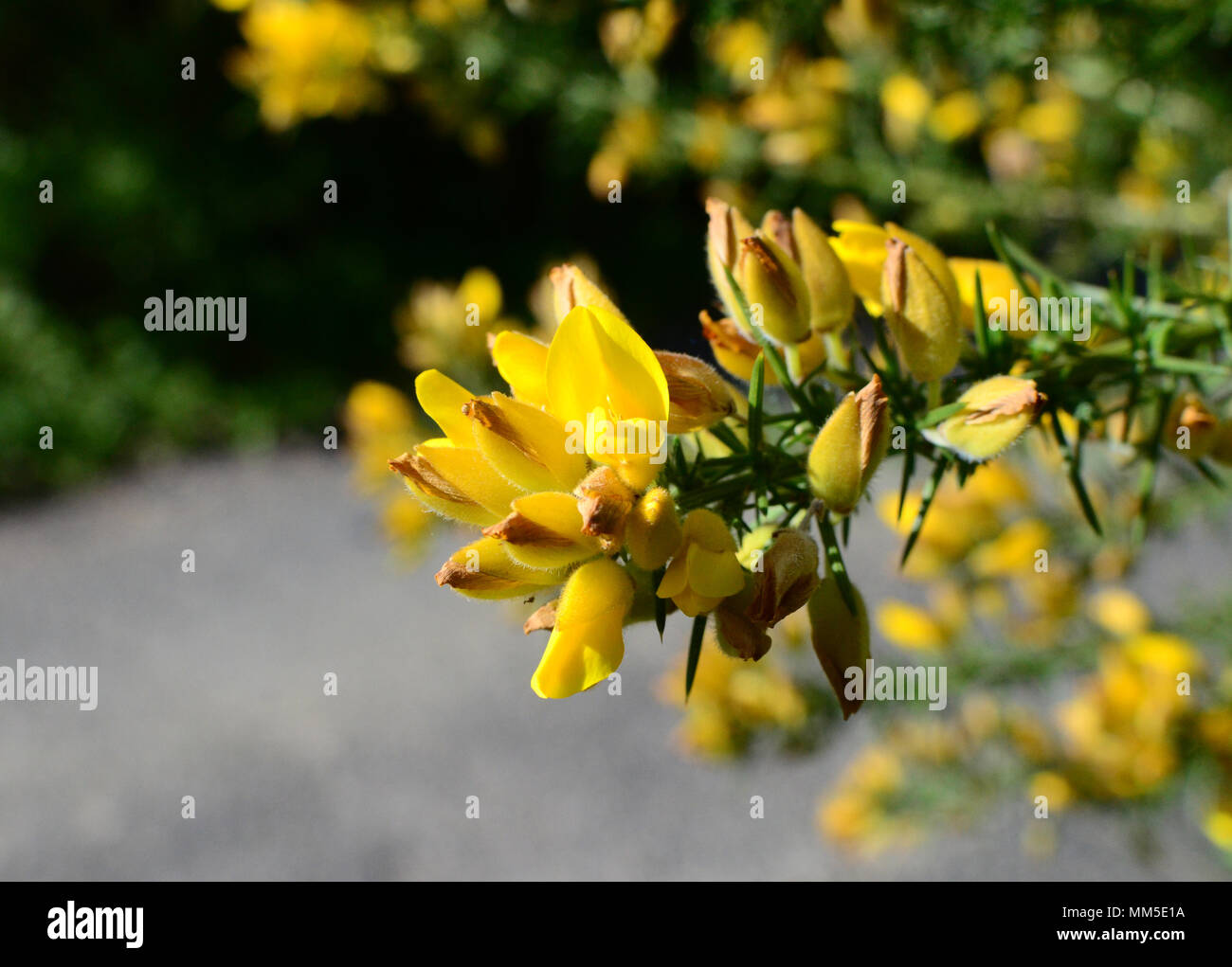 Common Gorse with bright yellow flowers, UK Stock Photo