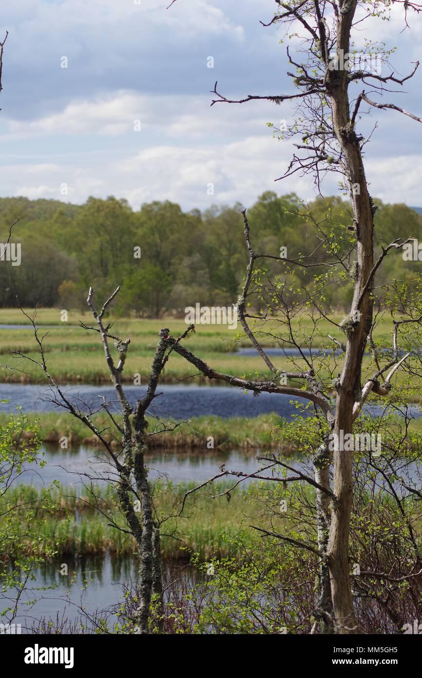Two Dead Birch Trees (Betula pendula) by a Highland Bog. Green Foliage