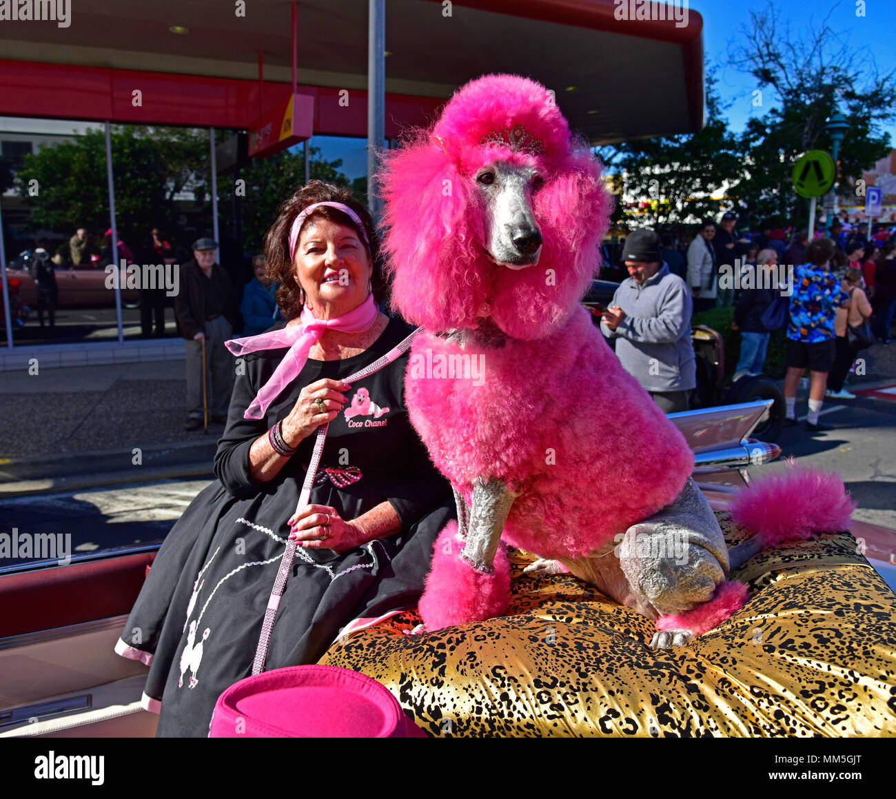 Coco chanel dog hi-res stock photography and images - Alamy