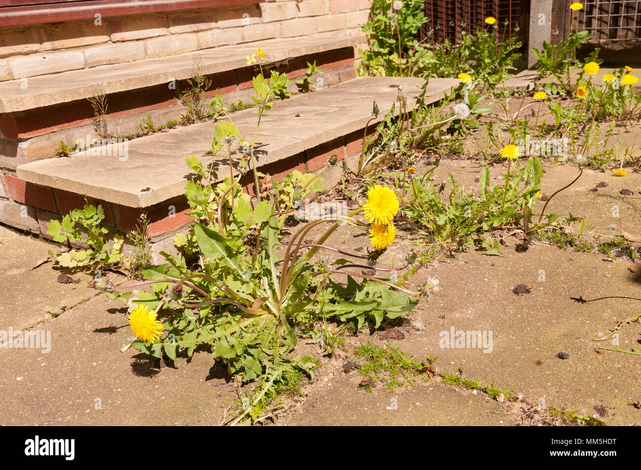 Not enough time to maintain garden has allowed massive mature weeds