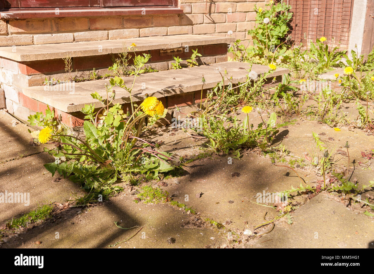 Not enough time to maintain garden has allowed massive mature weeds, dandelions to grow and take over a patio in all the cracks almost a trip hazard Stock Photo