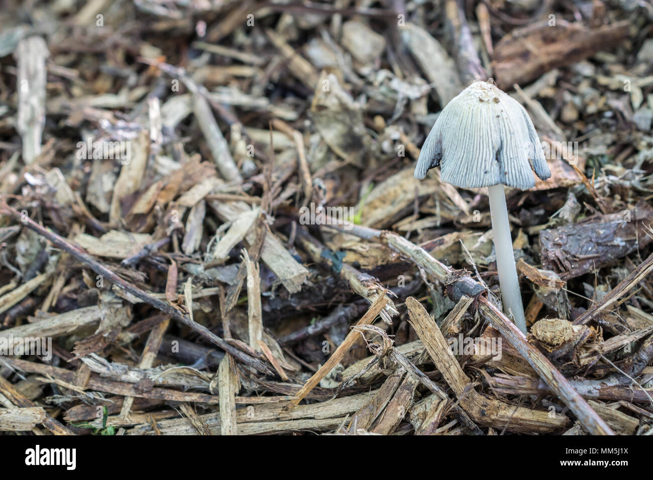 Fungus on wood chips hires stock photography and images Alamy
