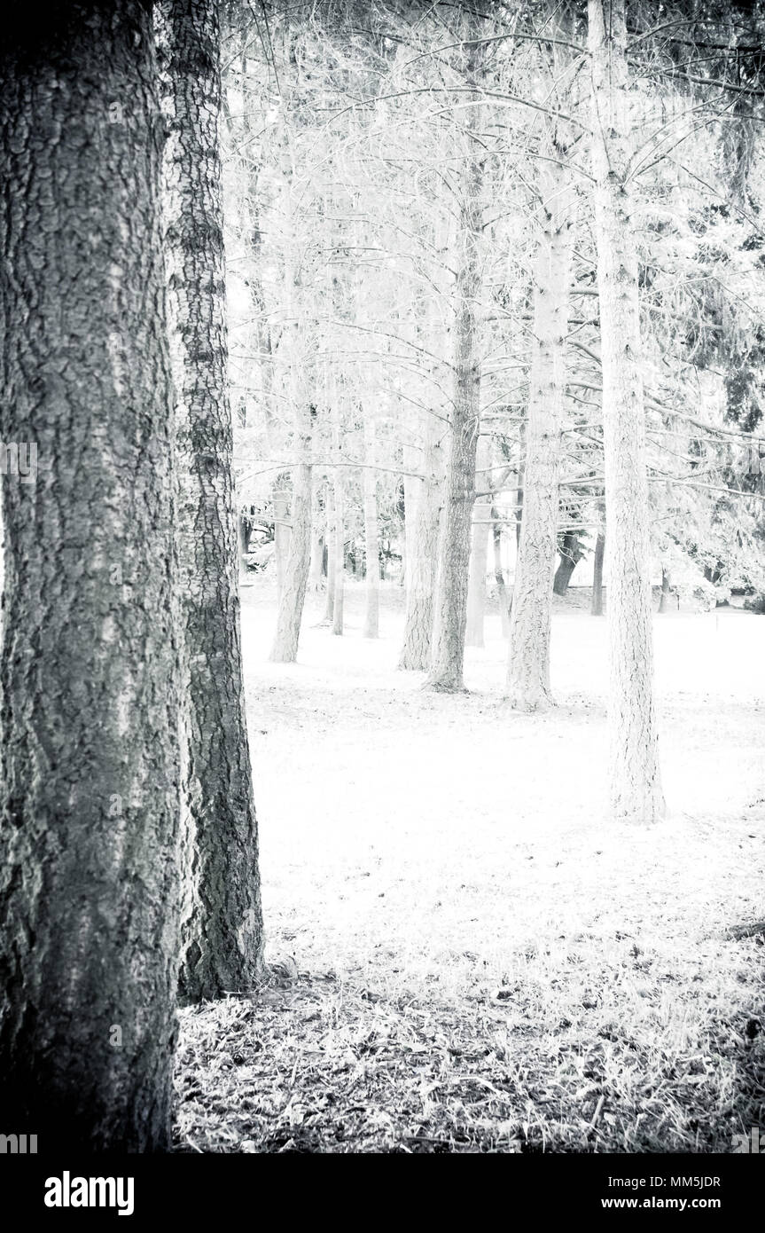 winter forest trees Stock Photo - Alamy