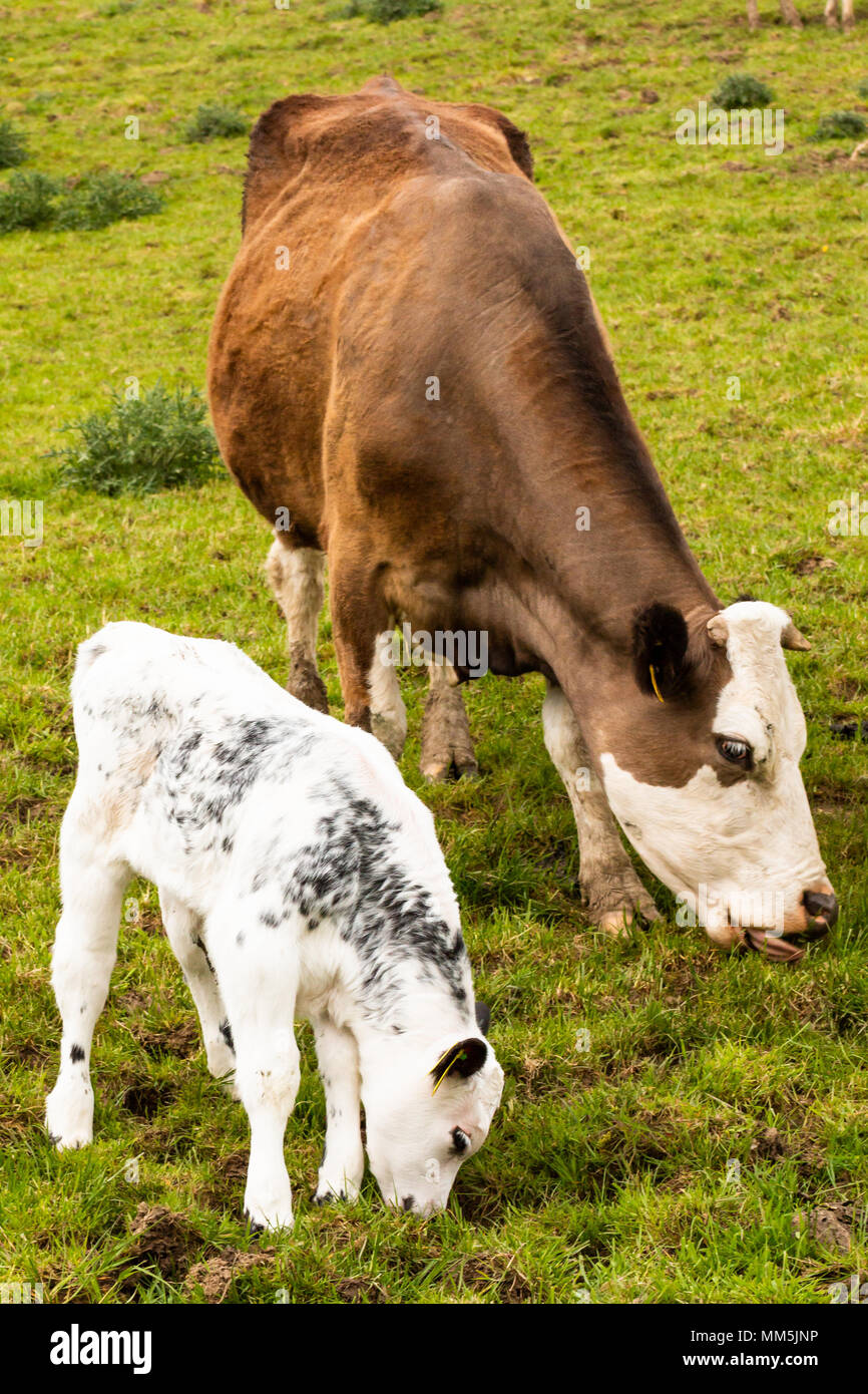 Brown cow and calf grazing in a field, close up, green grass, mother ...