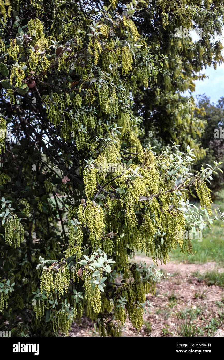 Oak tree catkins hires stock photography and images Alamy
