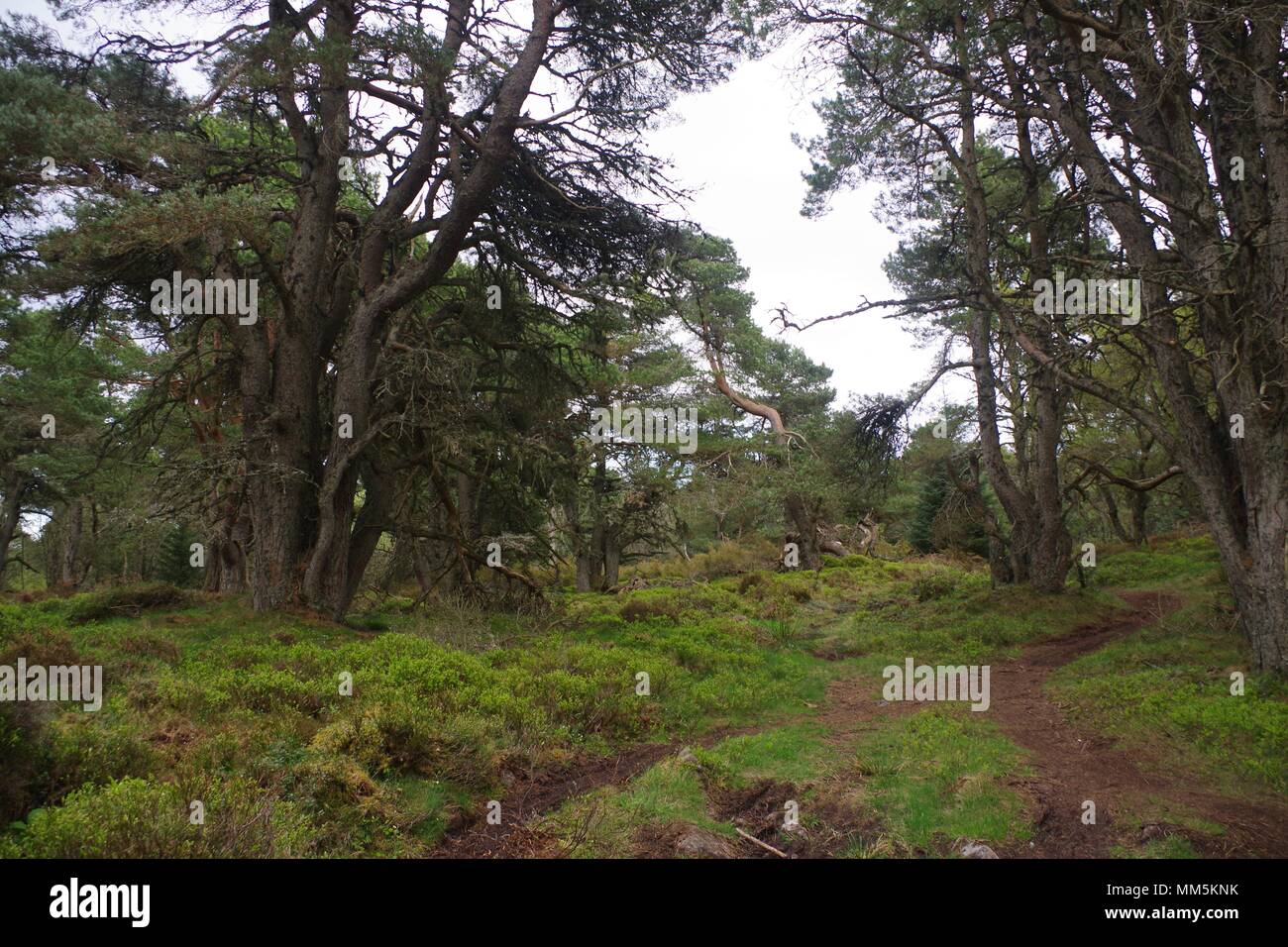 Scottish Pine Forest. Scotty Hill, Banchory, Aberdeenshire, Scotland, UK. May, 2018. Stock Photo