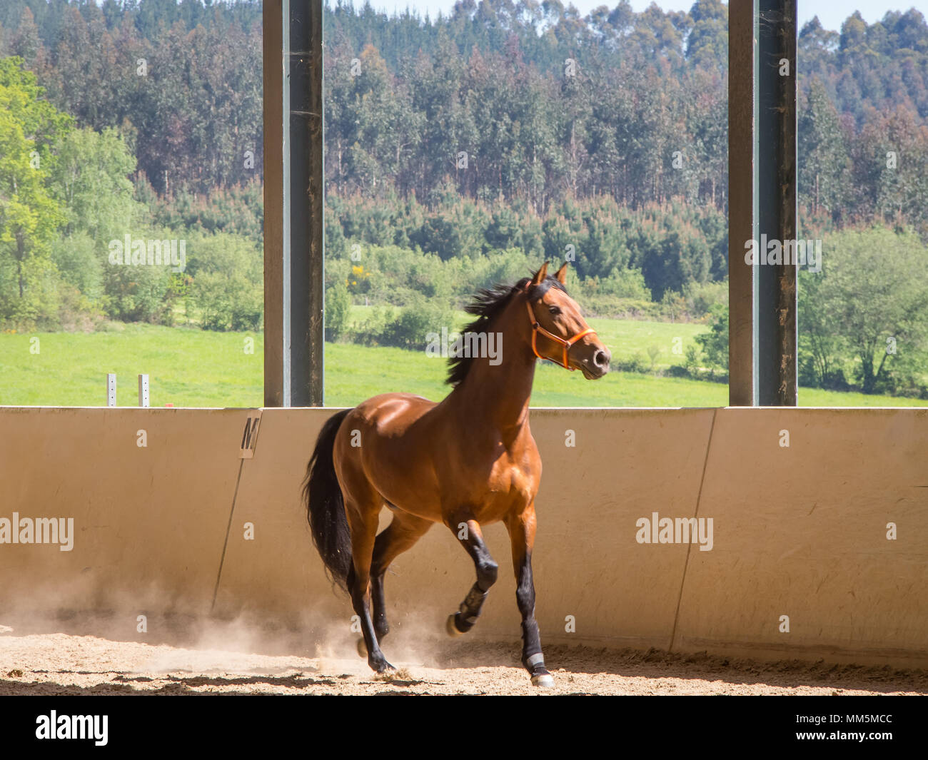 Horse training in wooden arena Stock Photo - Alamy
