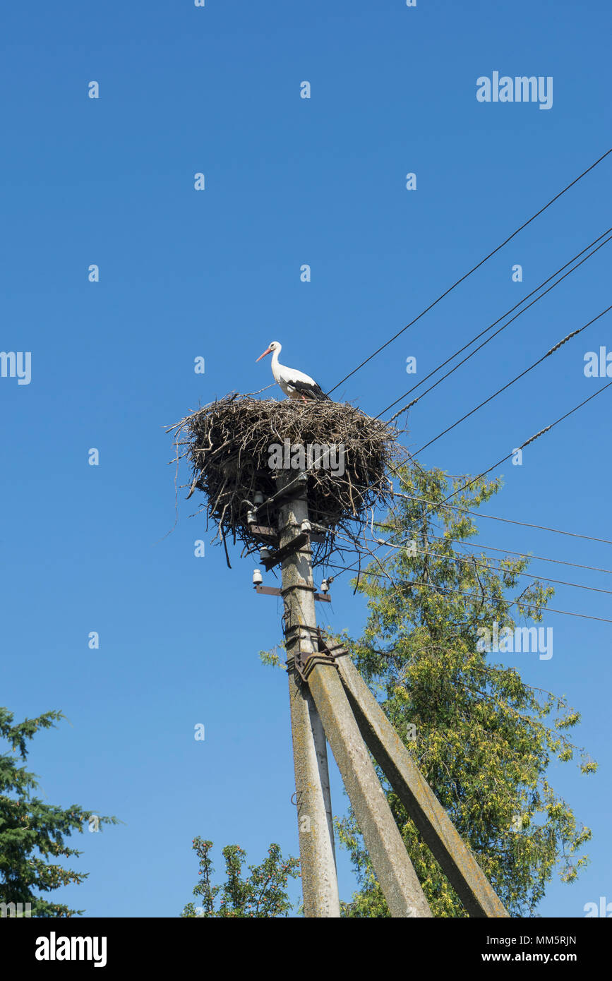 Stork's nest on the power line Stock Photo